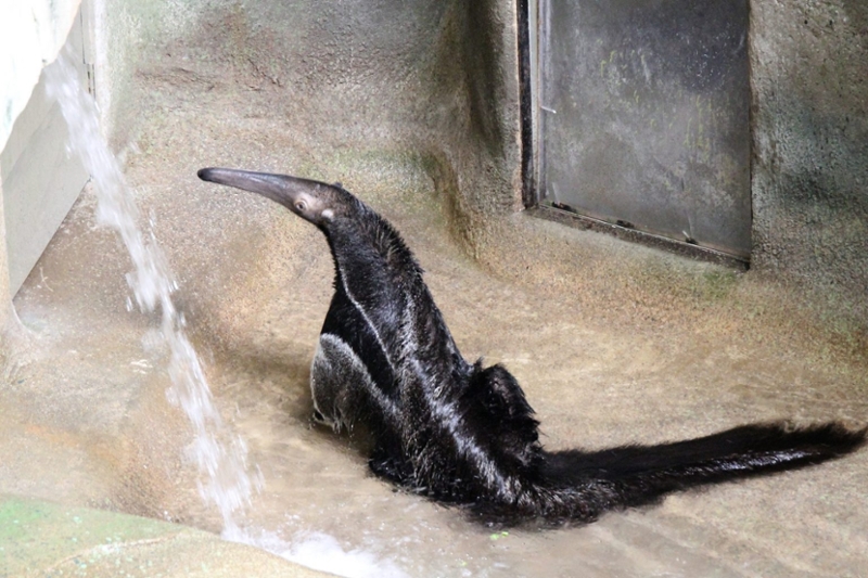 male anteater