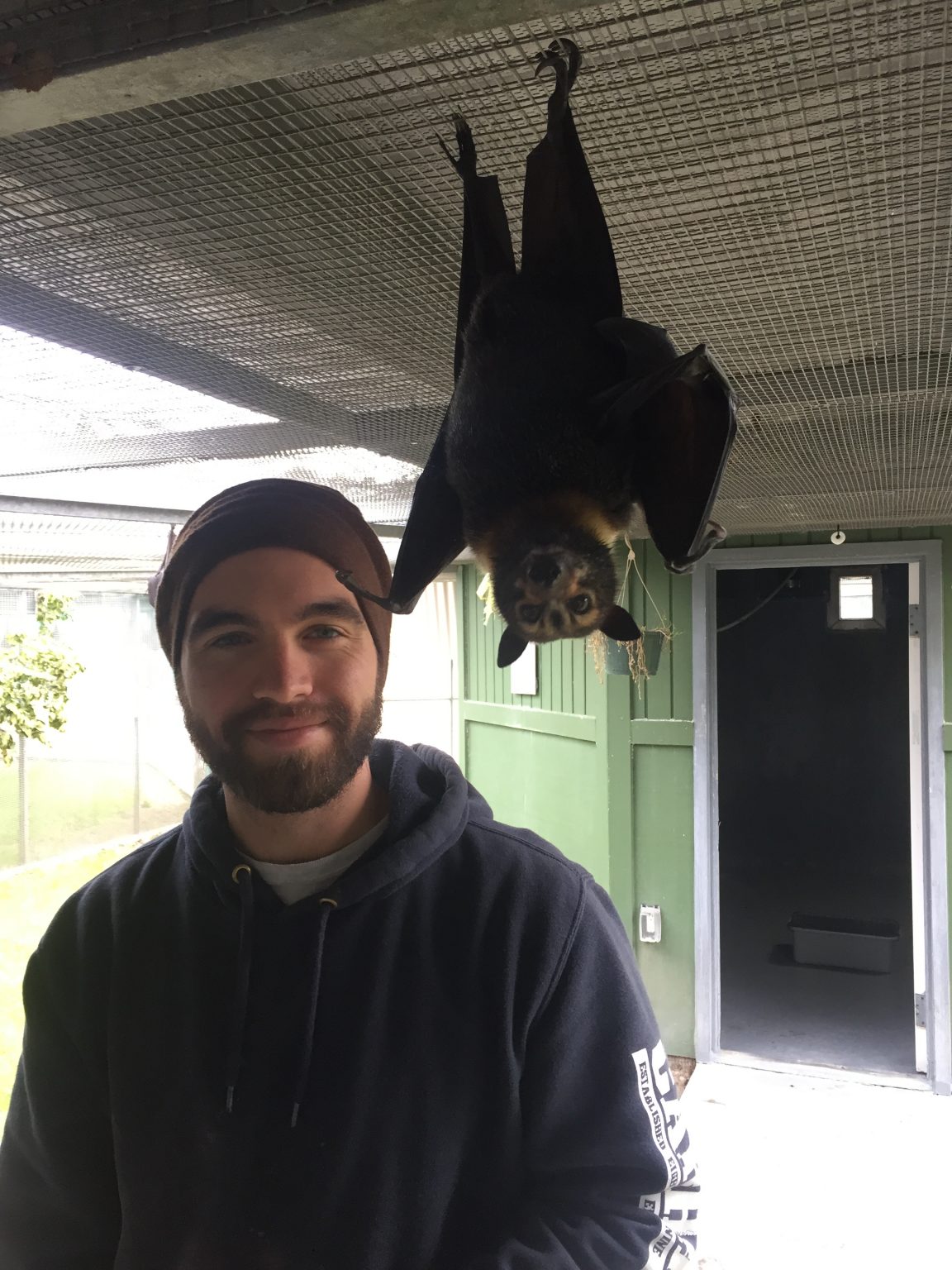 giant bat hanging from ceiling