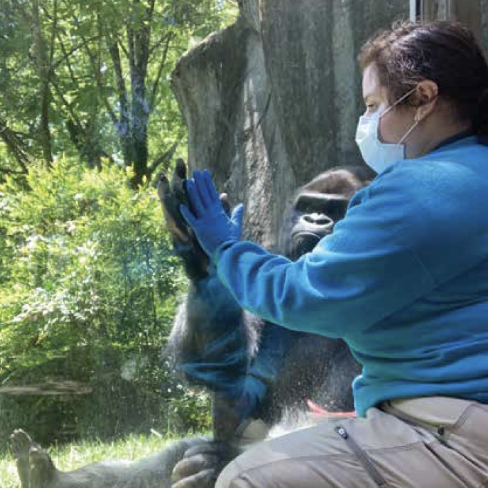 human with gorilla 