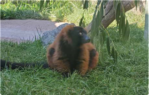monkey