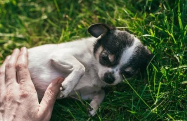 cute dog getting petted 