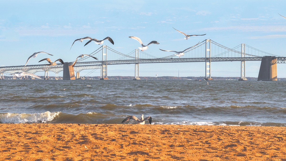 birds flying over ocean