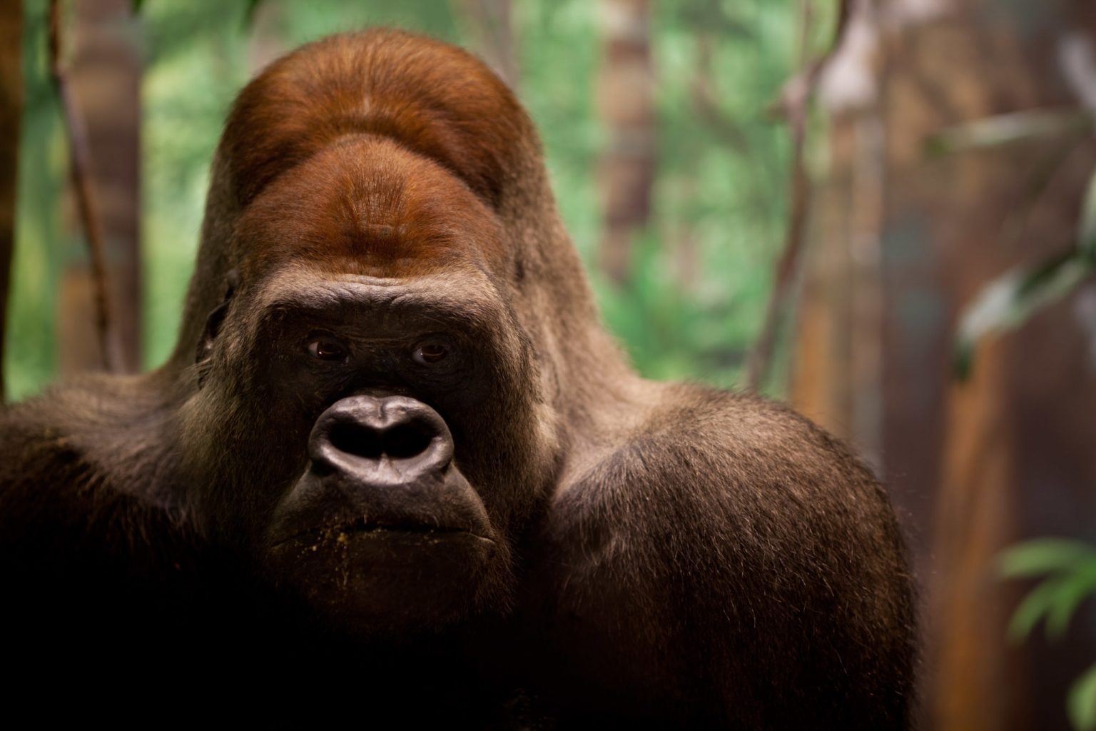 gorilla