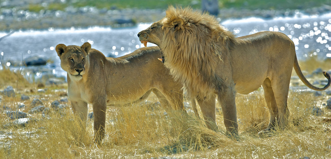 lions