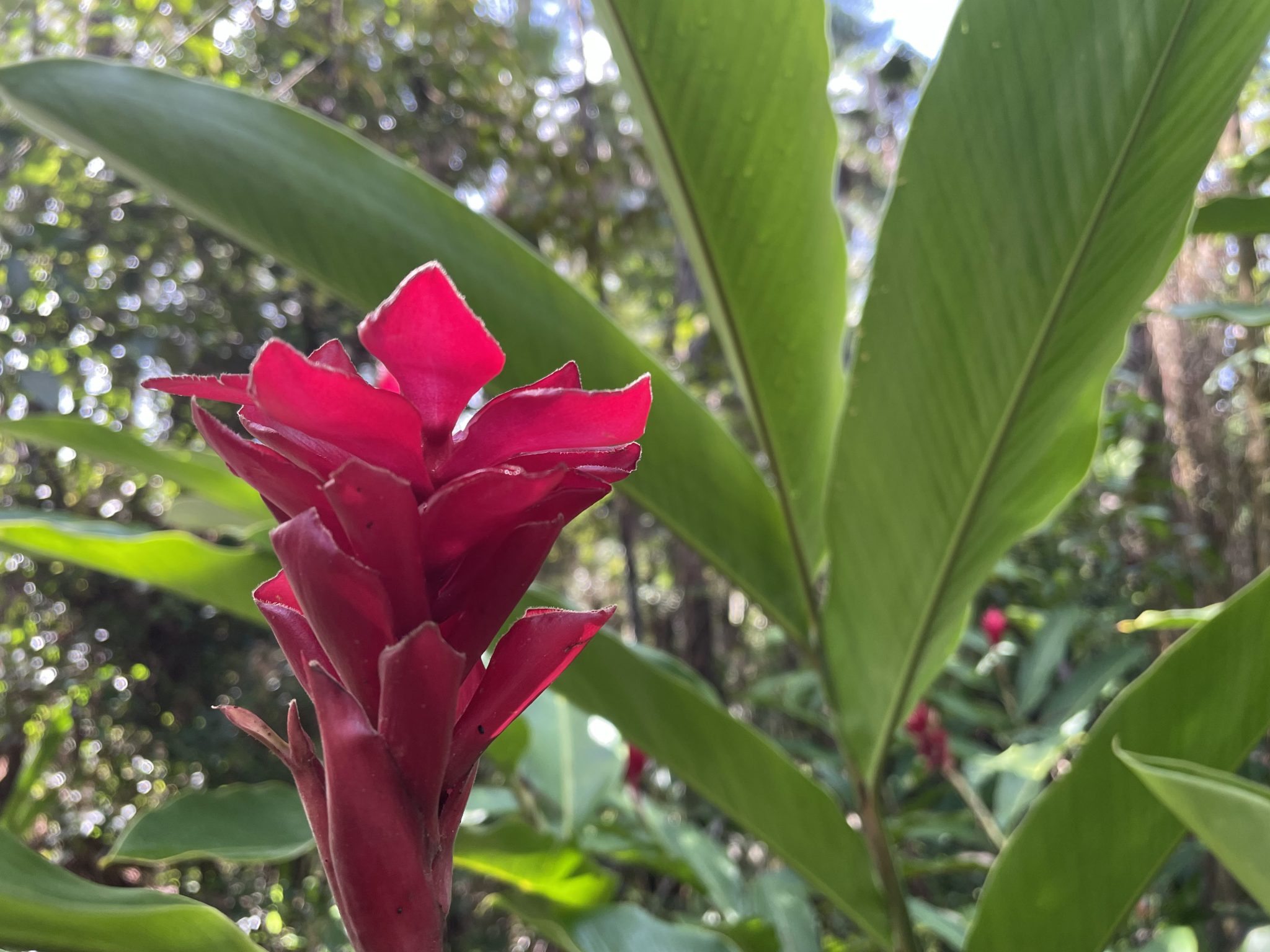 red flower