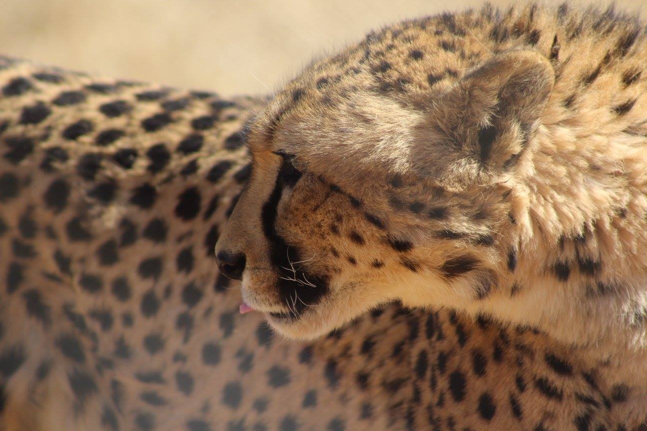 A cheetah at the Cheetah Conservation Fund in Namibia, Africa, photographed by Mitchell-Norman in 2016.