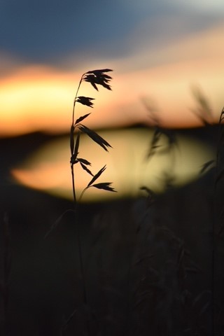 grain