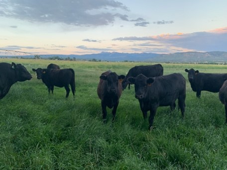 livestock