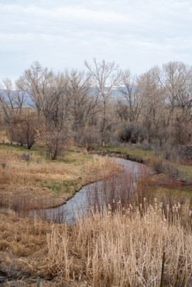 wetland