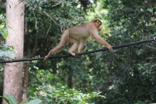 A macaque in Borneo photographed by Pocius in 2022