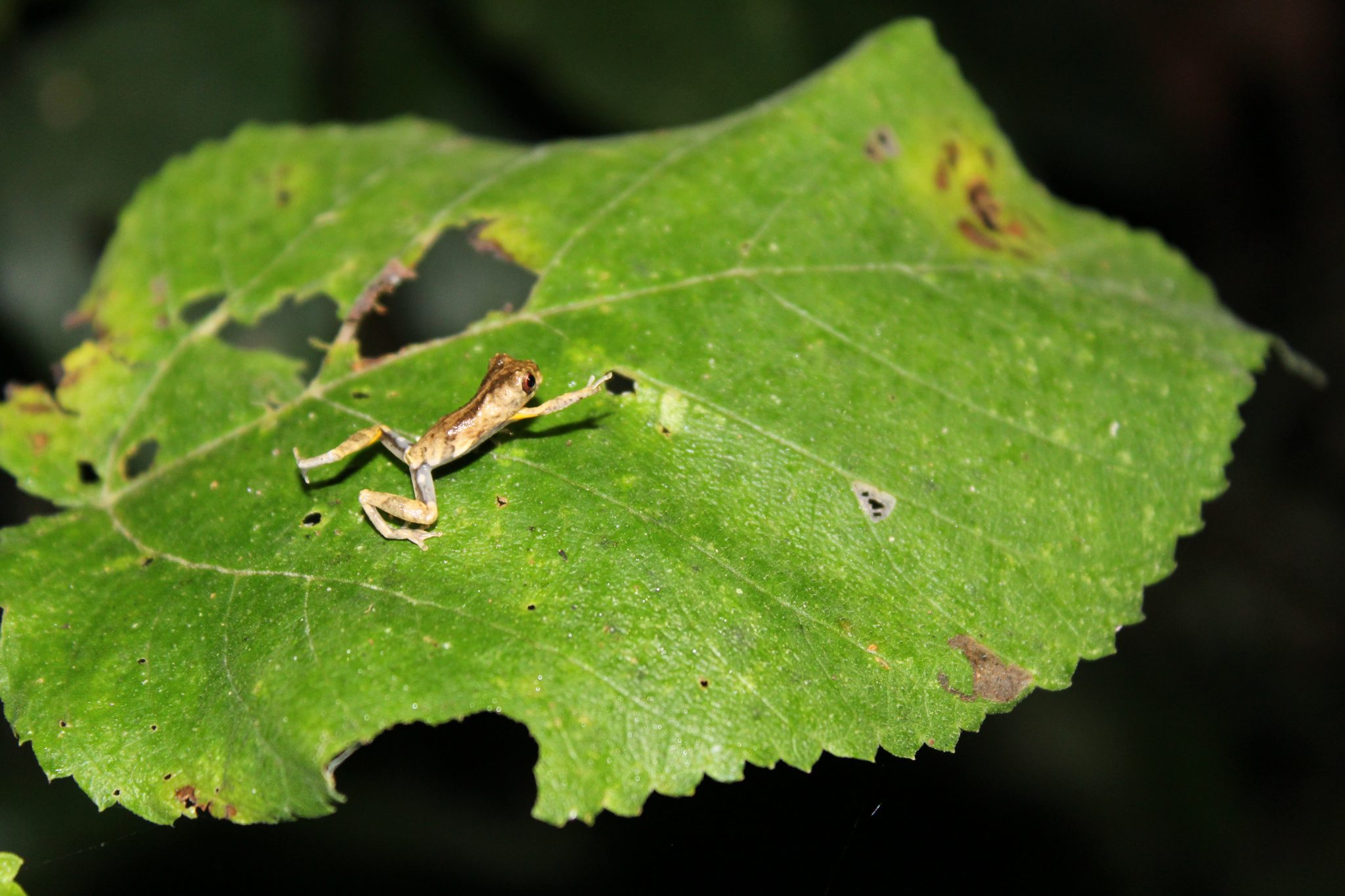 frog on leaf