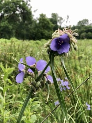 purple flowers