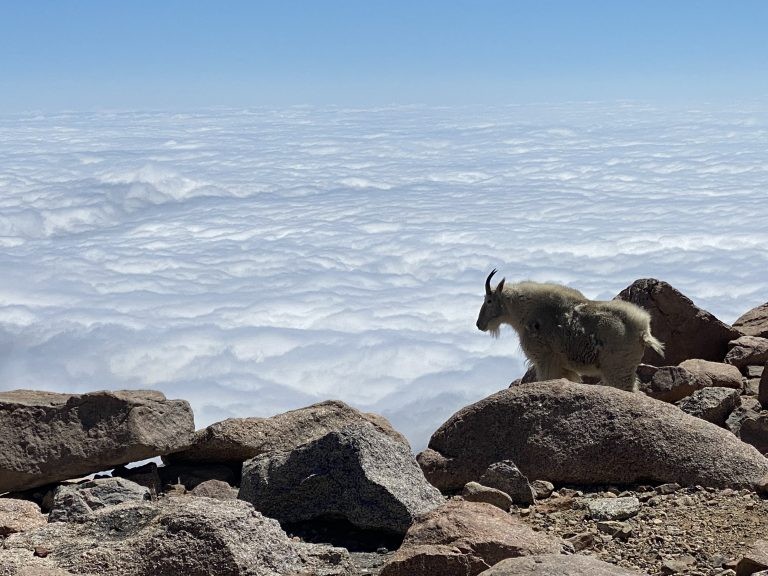 cliff goat