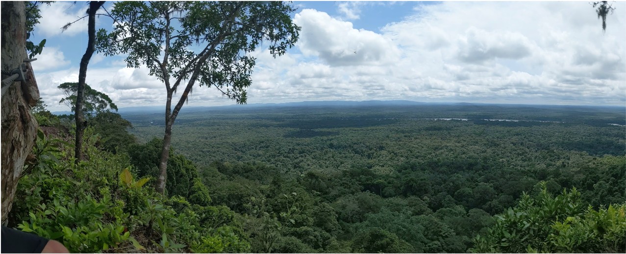 nice forest view