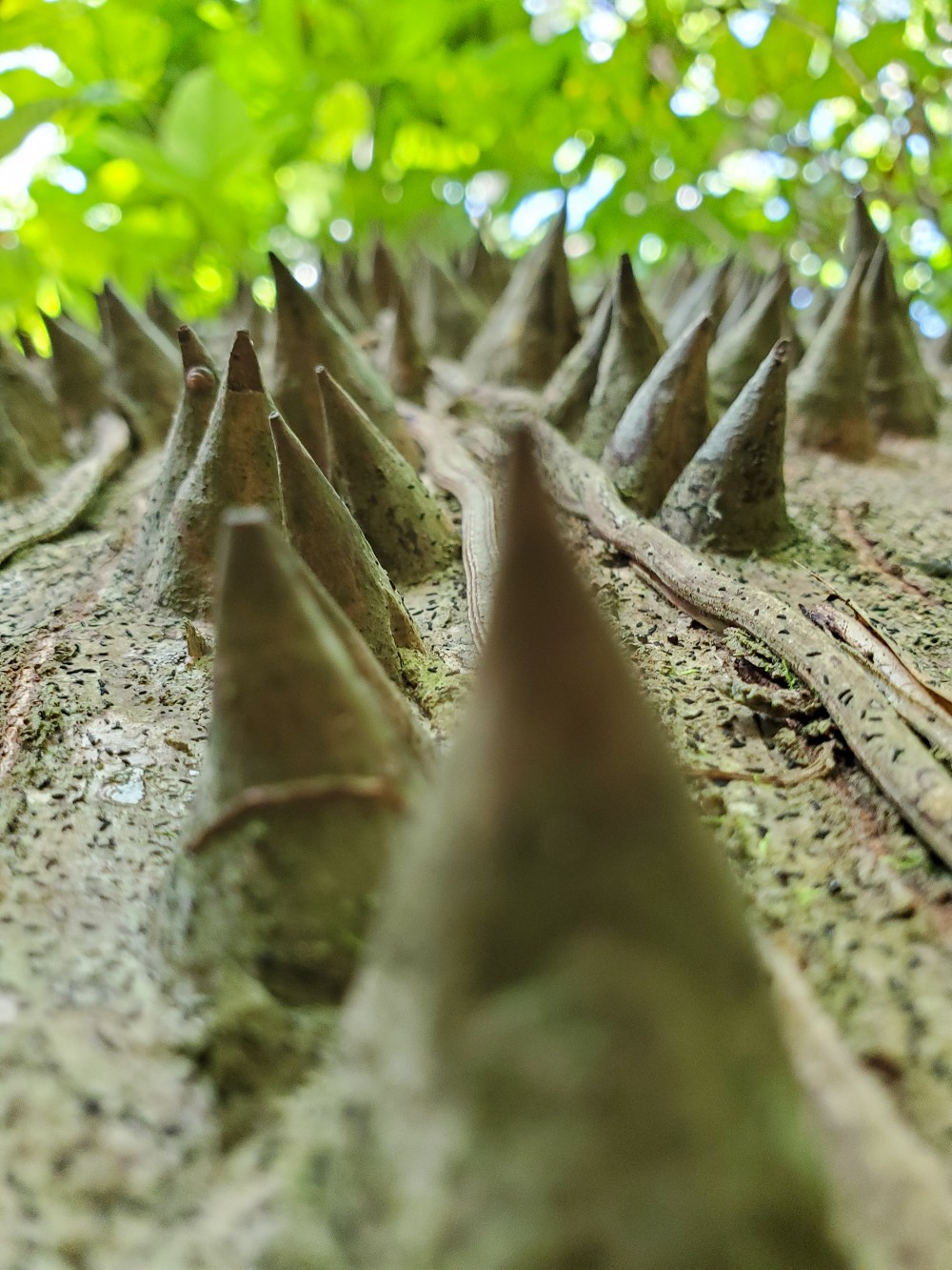 tree with spikes