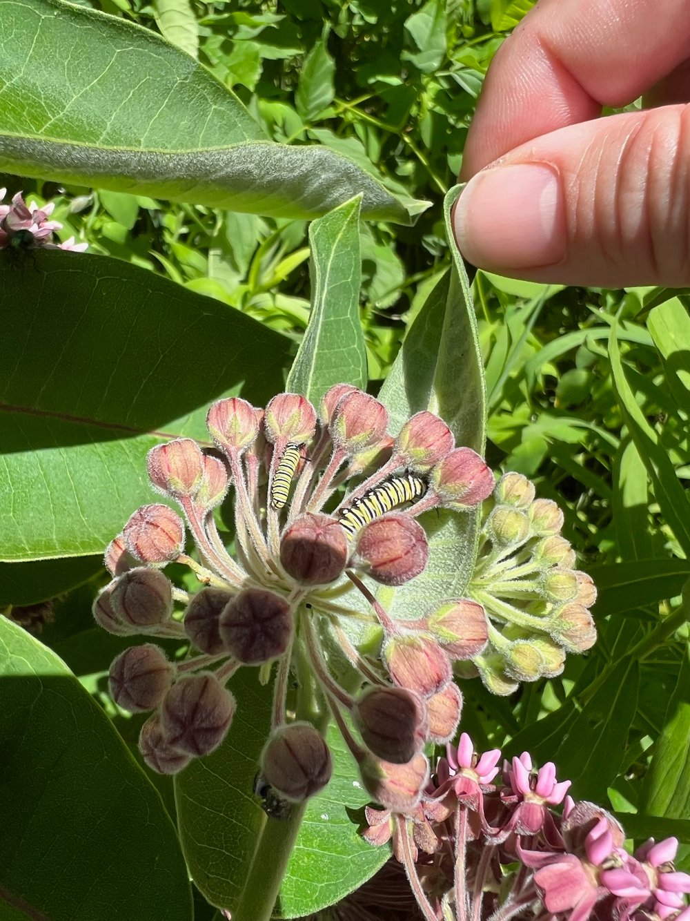 nice flower