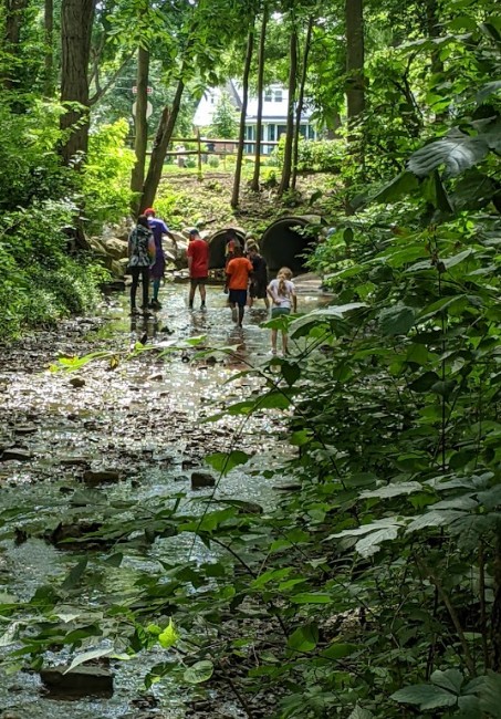 kids learning in a creek