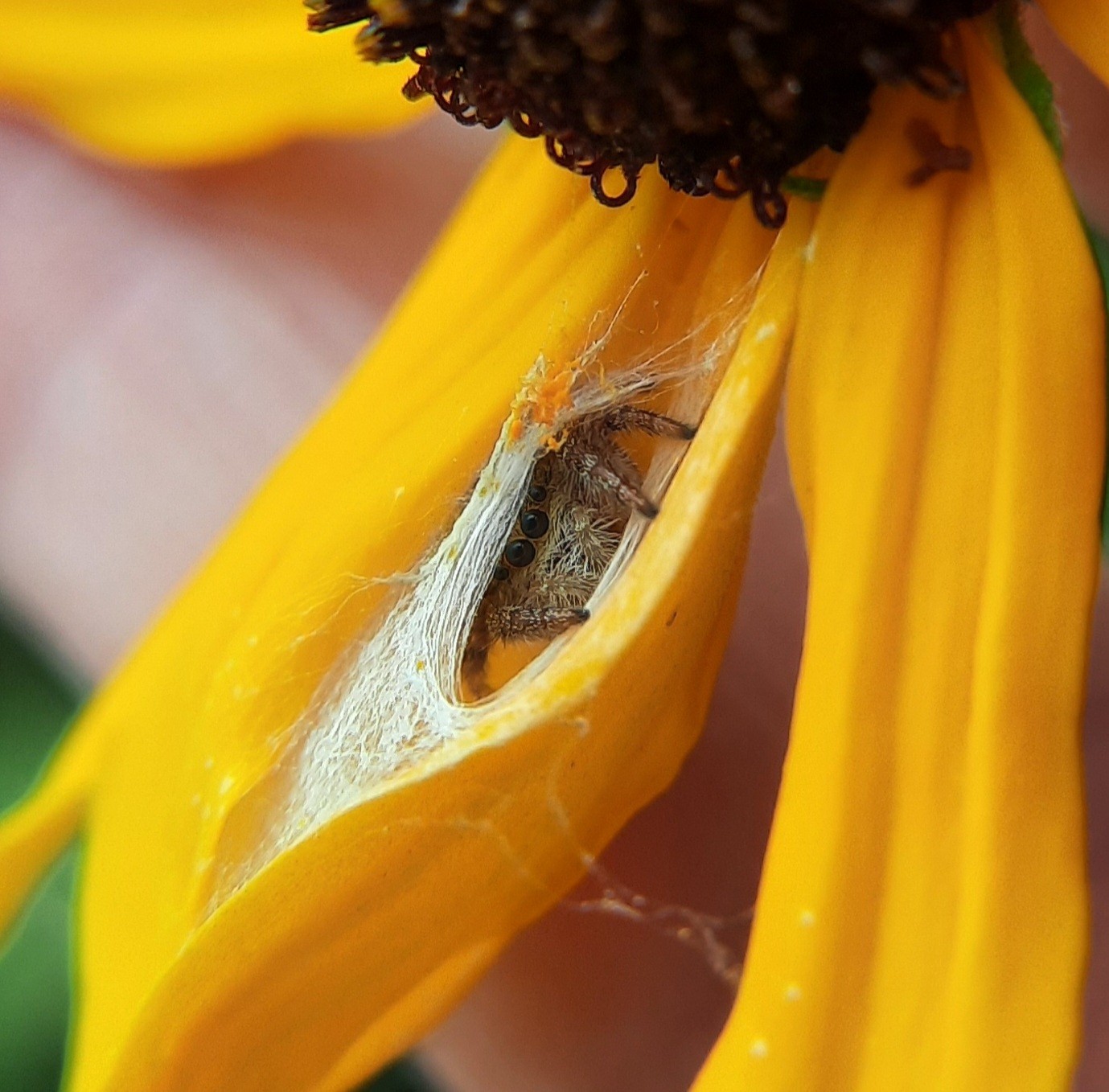 cute spider in a flower