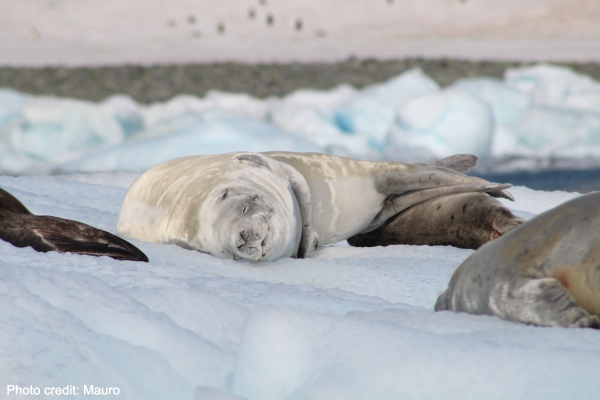 Baby seal