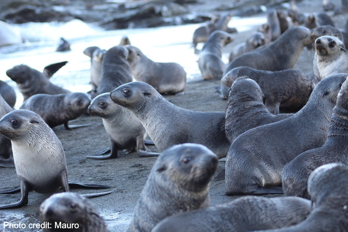 Many seals