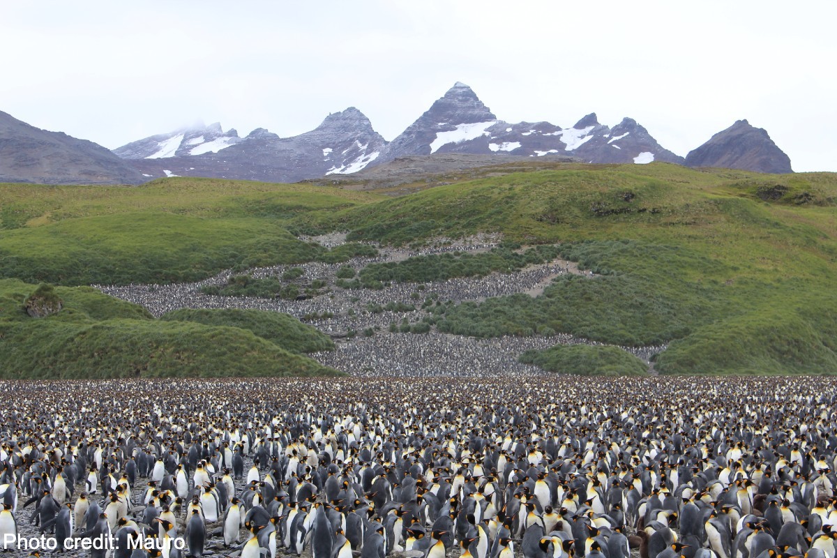 Penguins to the horizon 