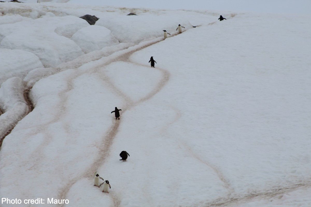 Penguins on ice