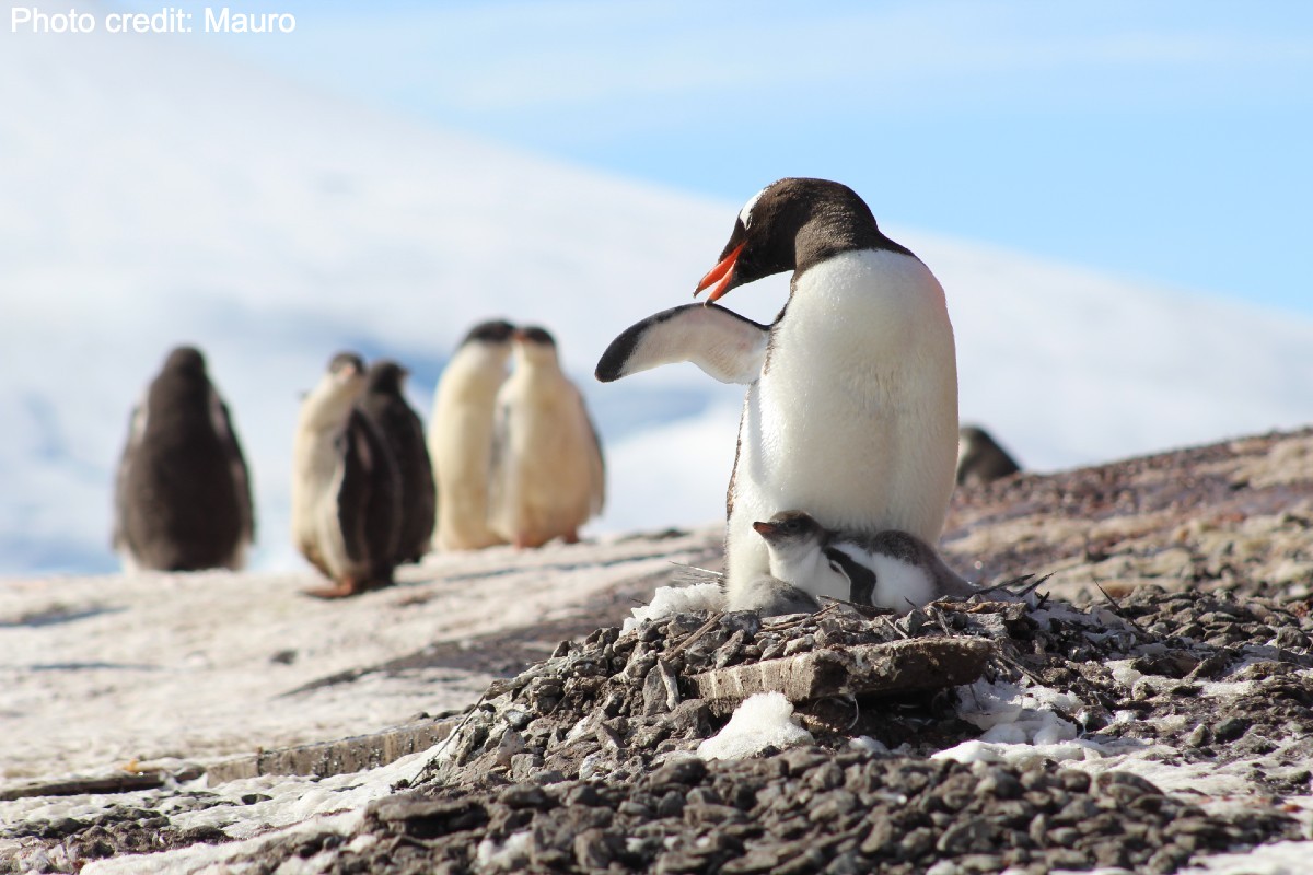 Penguin