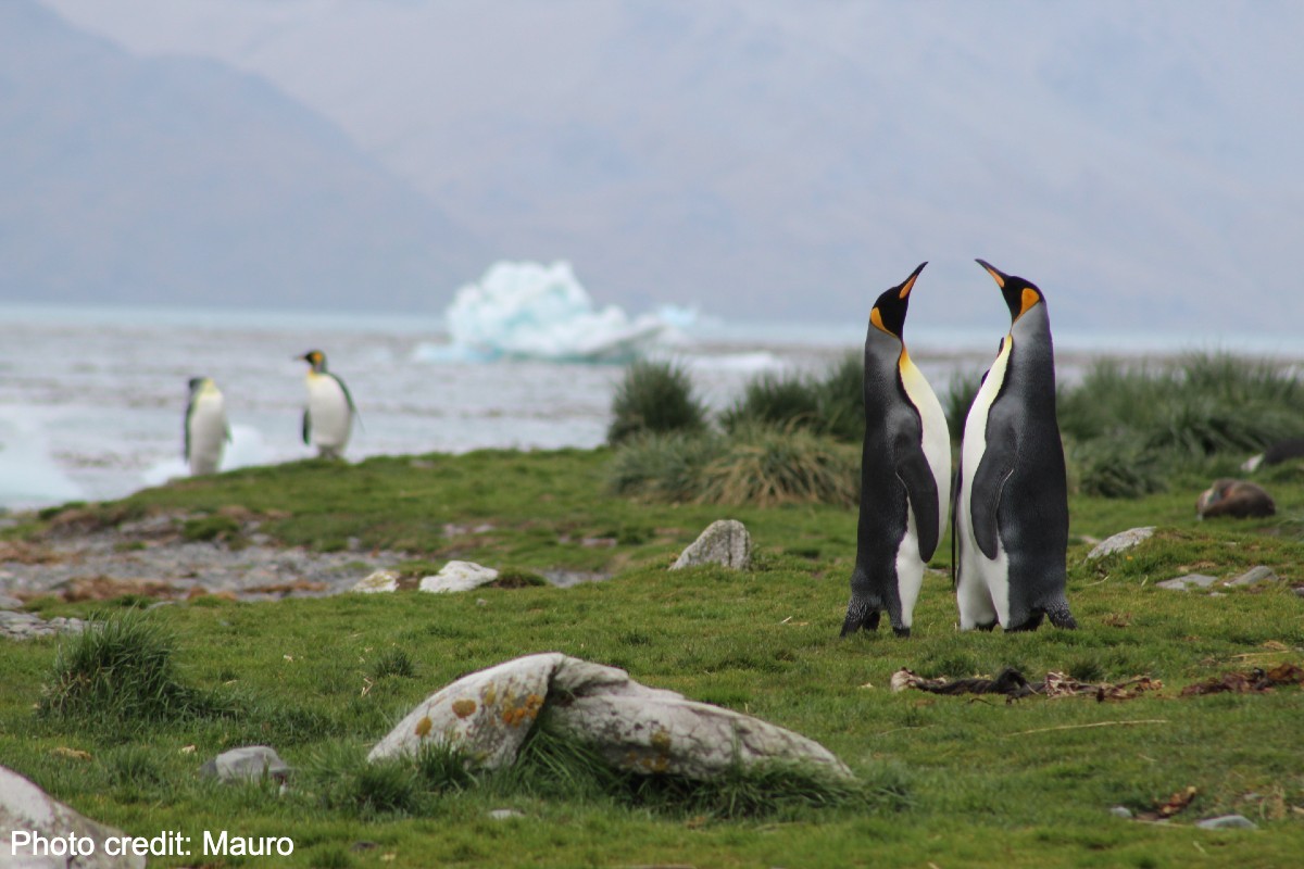 Penguins