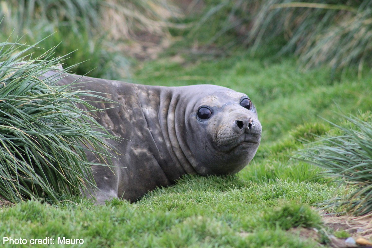 Seal