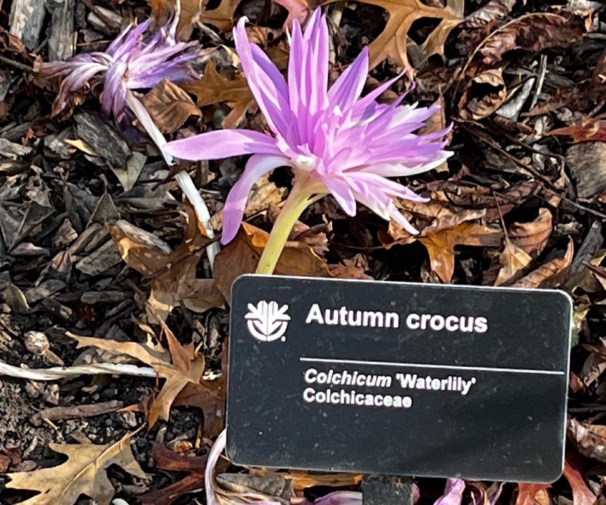 Small purple flower with a sign next to it.