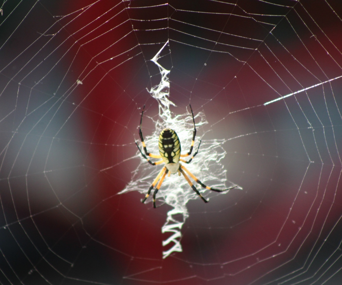Yellow an black spider in a web.