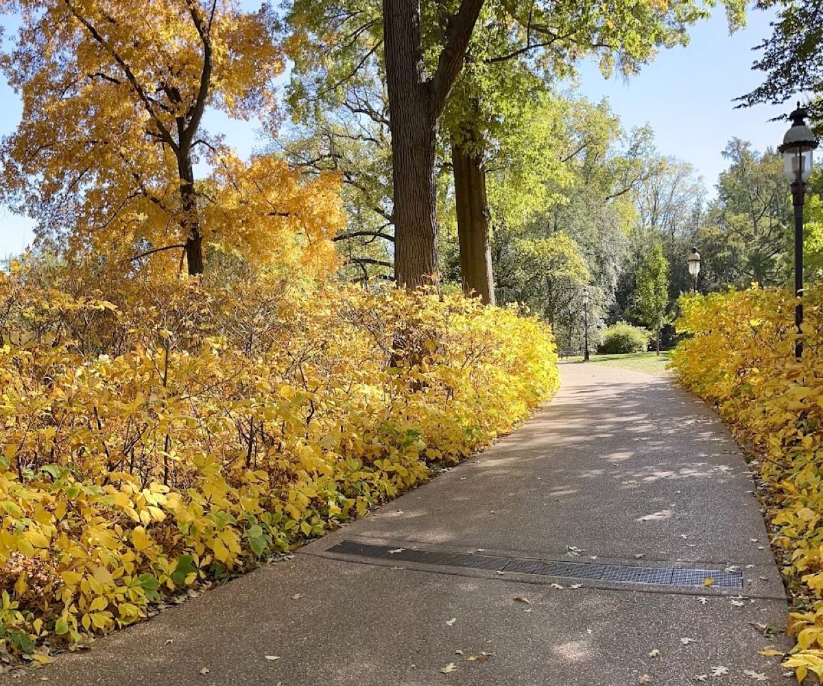 Yellow leaves and a stone path.