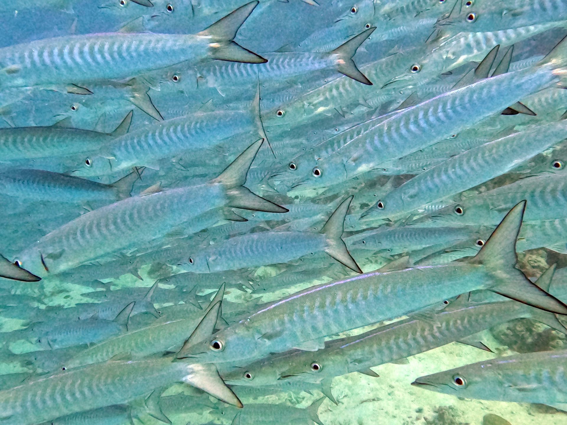 School of barracuda