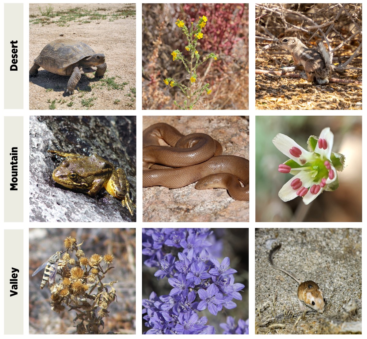 A chart showing the three threatened/endangered species from each region of California’s San Bernardino County. In the desert section there is Desert Tortoise, Mojave Tarplant, Mohave Ground Squirrel. In the Mountain section there is Mountain Yellow-Legged Frog, Southern Rubber Boa, Big Bear Valley Sandwort. In the Valley section there is Delhi Sands Flower-Loving Fly, Santa Ana River Woolystar, San Bernardino Kangaroo Rat.