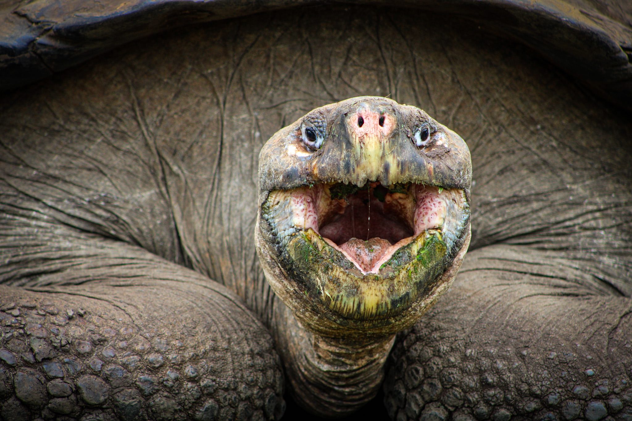 galapagos tortoise 