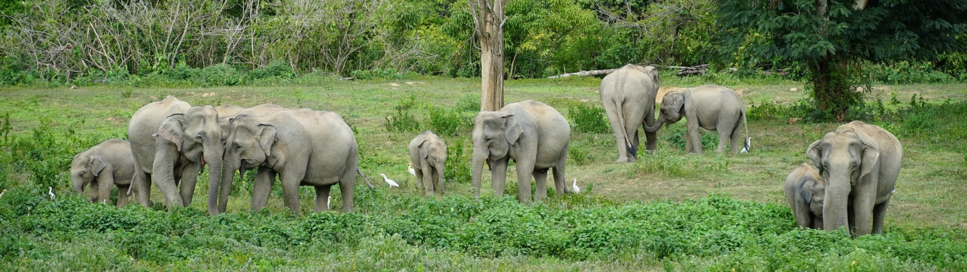 A herd of elephants