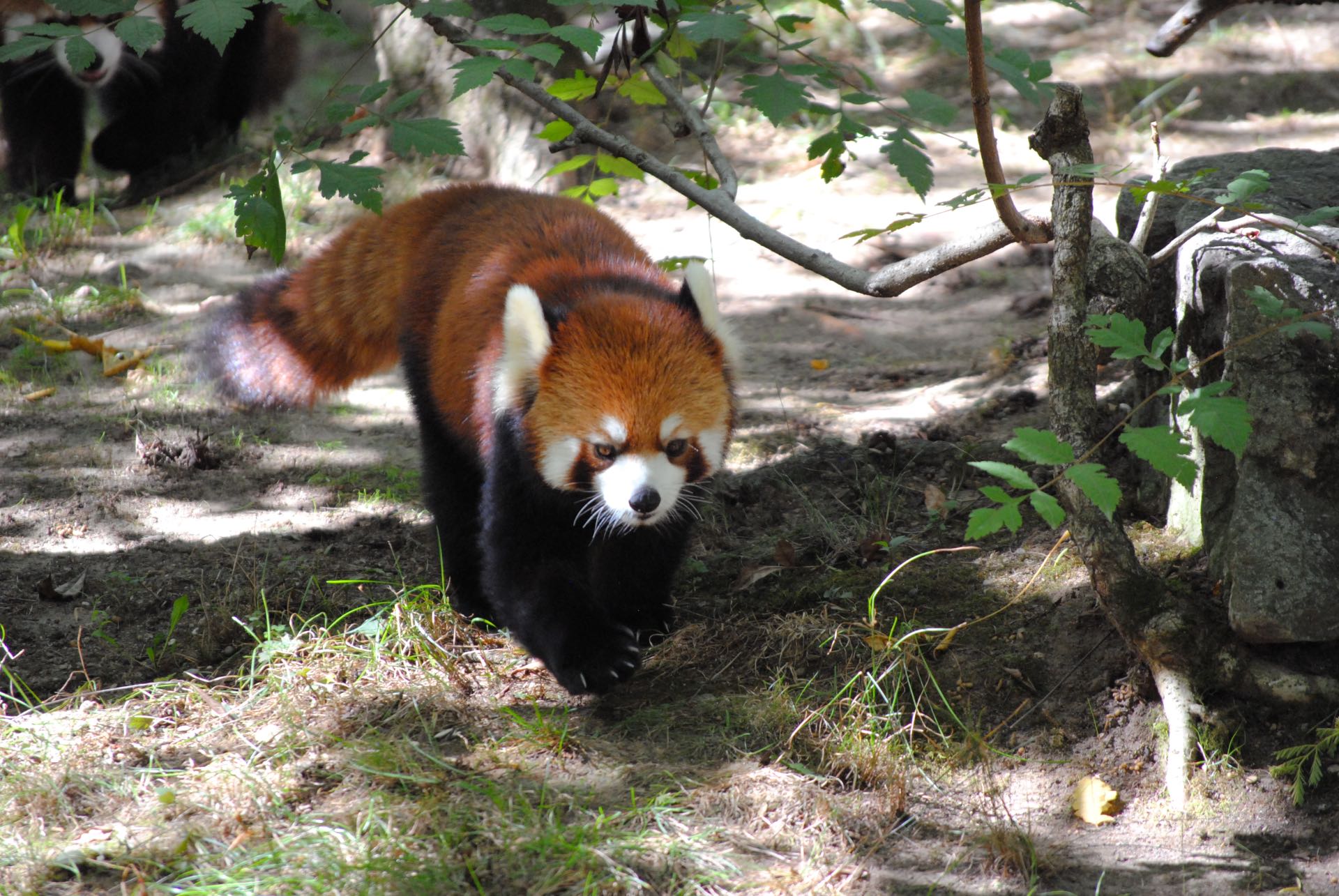Red panda