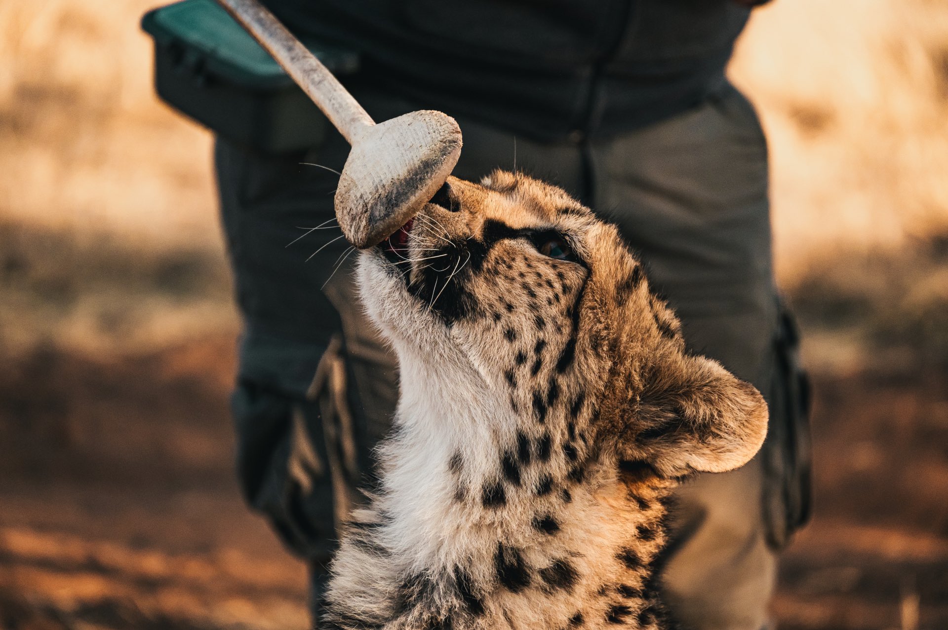 photo of a Cheetah Conservation Fund keeper feeding a rescued cheetah during an educational display.