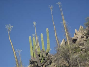 cactus in the wild