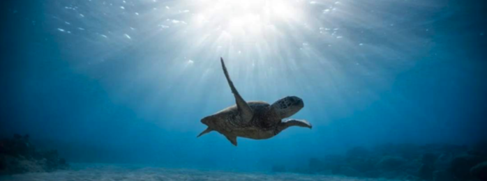 turtle swimming in ocean