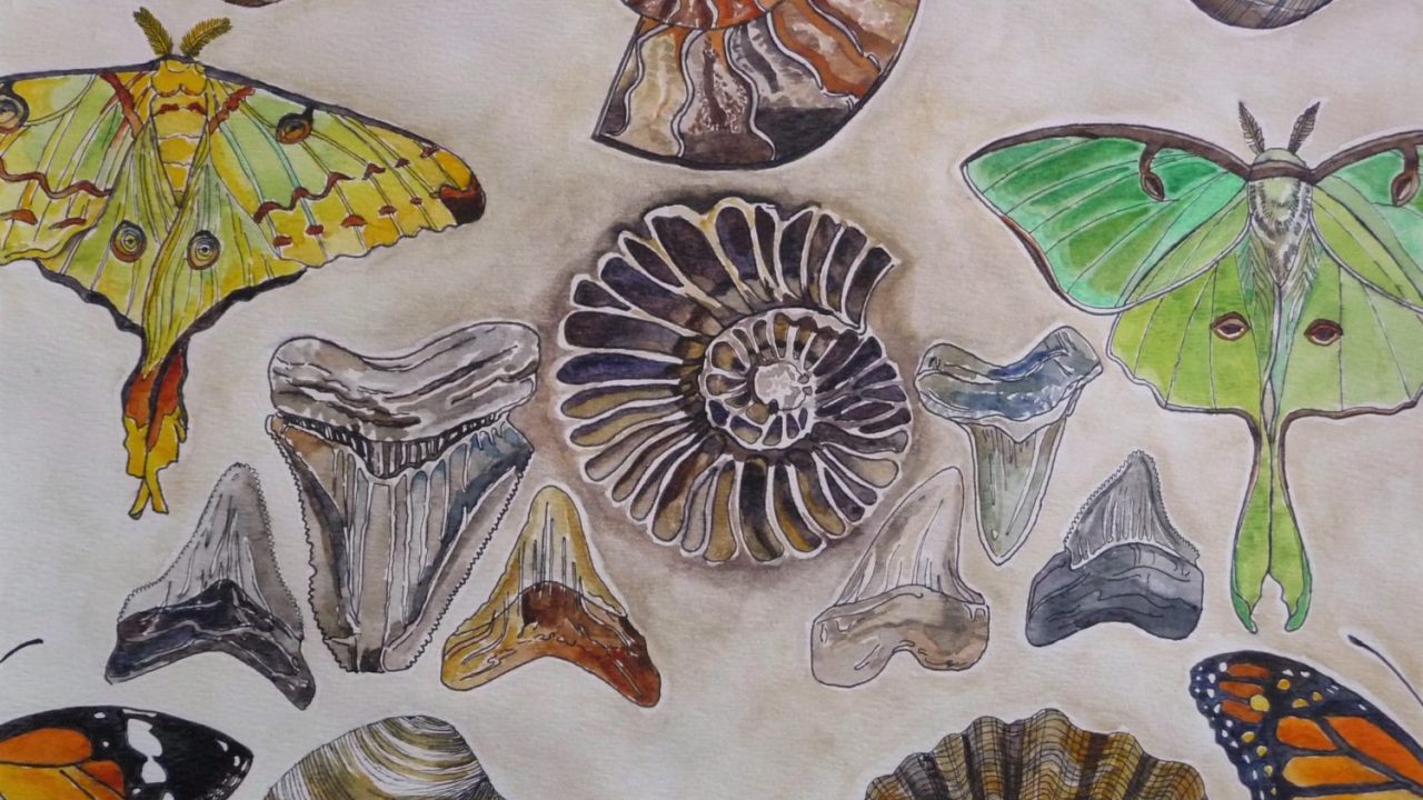 a group of fossils 