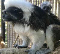 tamarins