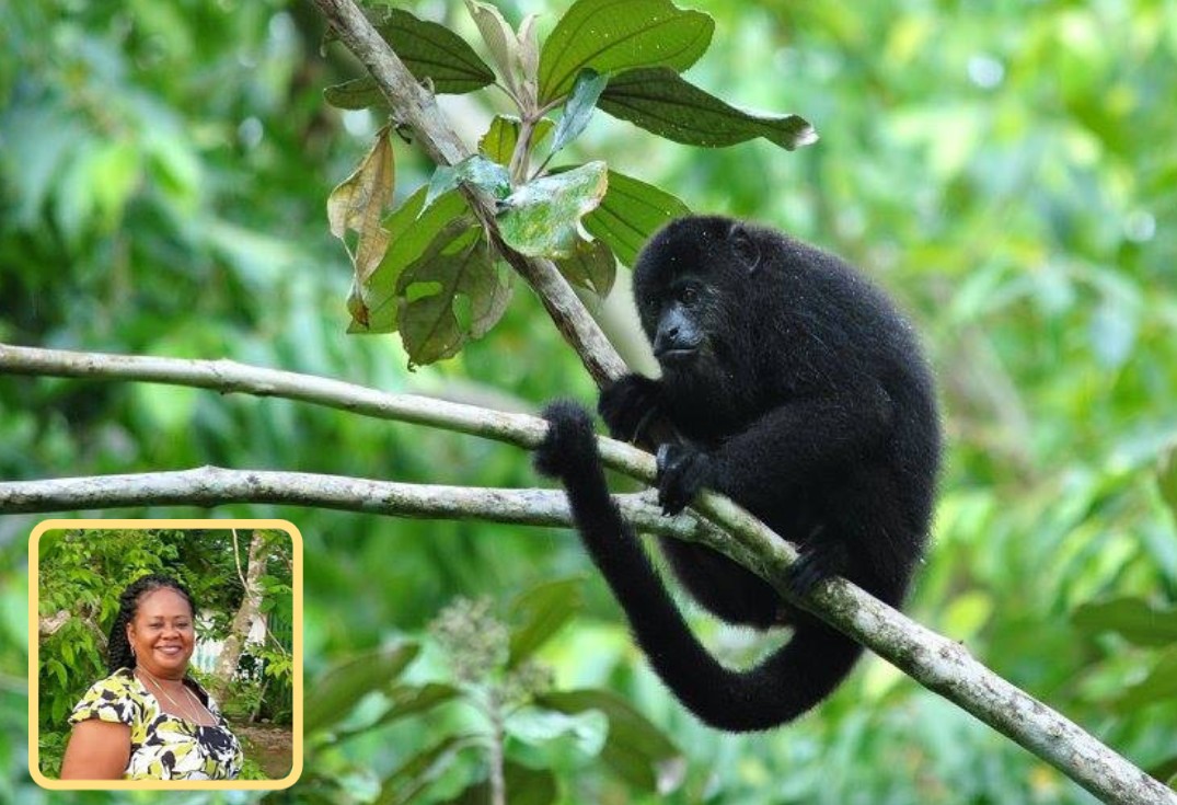 monkey on branch