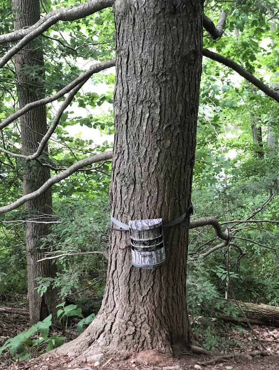 camera on tree