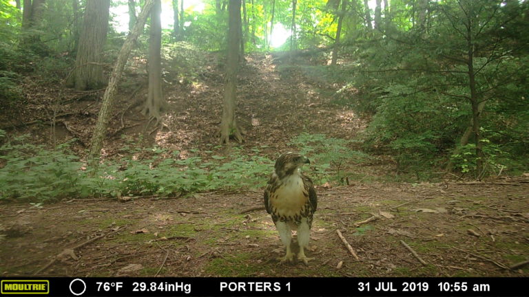 red tailed hawk