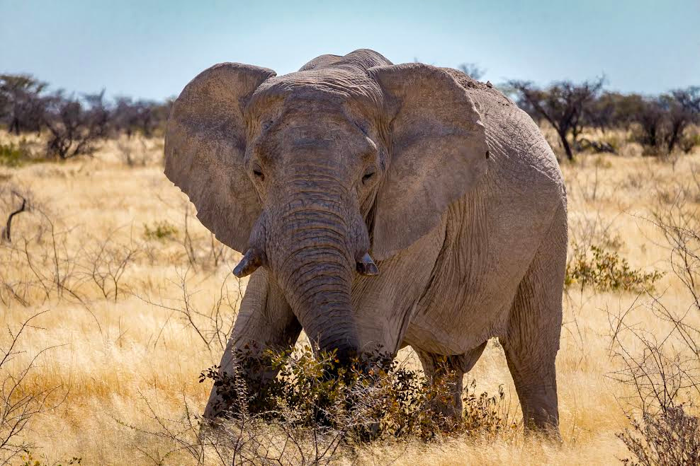 elephant in field 