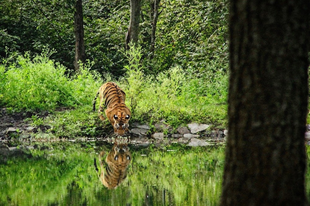 A Bengal tiger at the Nagarhole Tiger Reserve in India photographed by Mitchell-Norman in 2017.
