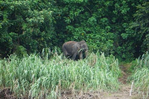 A Borneo pygmy elephant photographed by Pocius in 2022