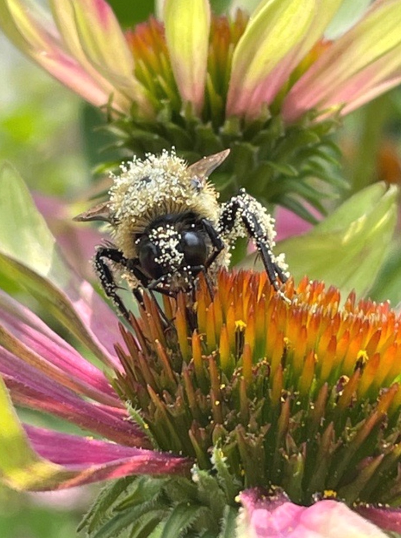 Bumble bee on a coneflower