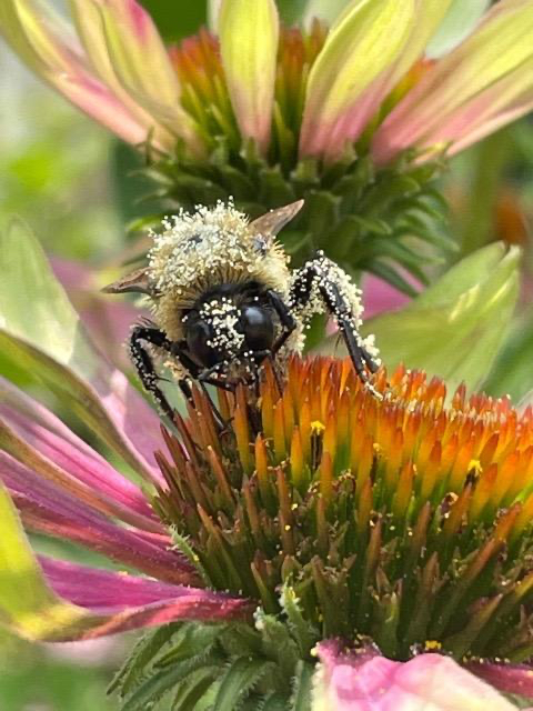 Bumble bee on a coneflower.